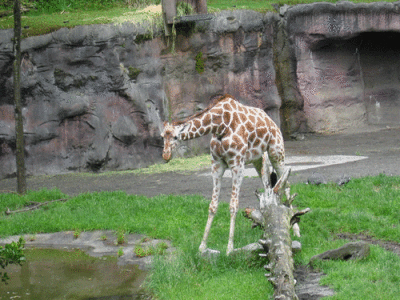IMG_3411.gif