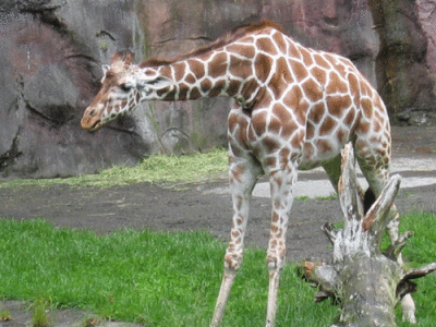 IMG_3413.gif
