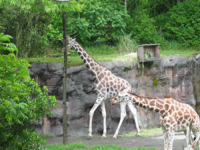 IMG_3415.gif