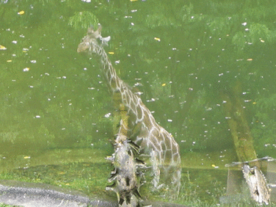 IMG_3416.gif