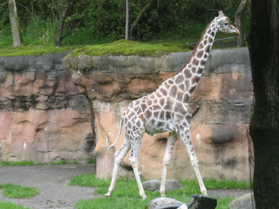 IMG_3418.gif