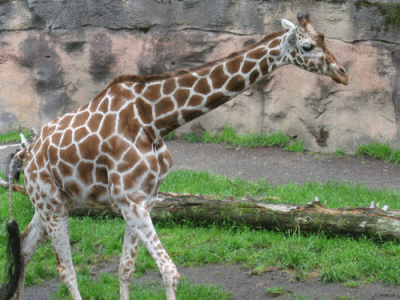 IMG_3420.gif