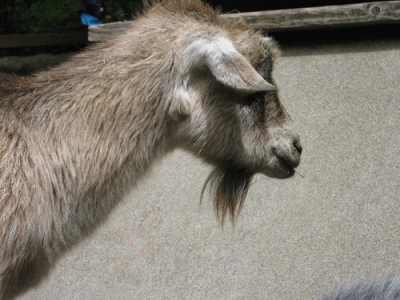 IMG_3424.gif