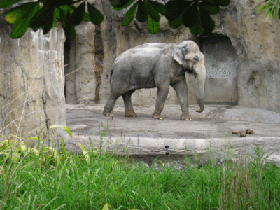IMG_3427.gif