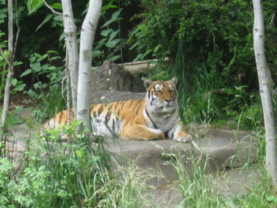 IMG_3428.gif