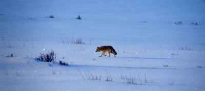 Coyote Alone.JPG