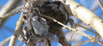 Dessicated Wasp Nest.JPG
