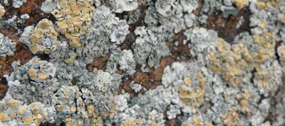 Lichen Closeup.JPG
