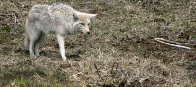 Pale Coyote.JPG