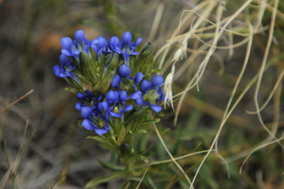 Another Gentian.JPG