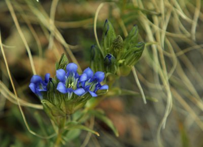 Gentian.JPG