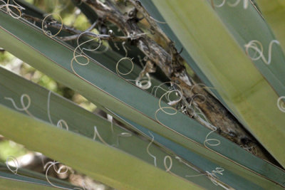Mesa Verde Yucca.JPG