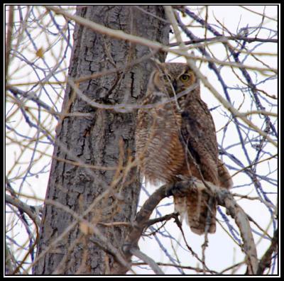 11-05editedfatherowl 4-04.jpg