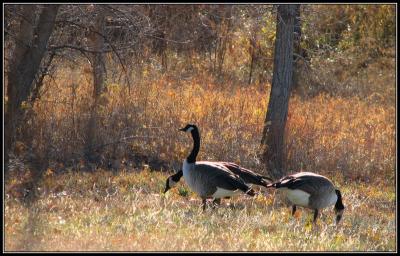 11-05autumngeese.jpg