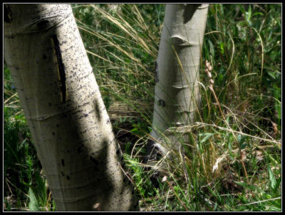 6-06nestledaspen.jpg