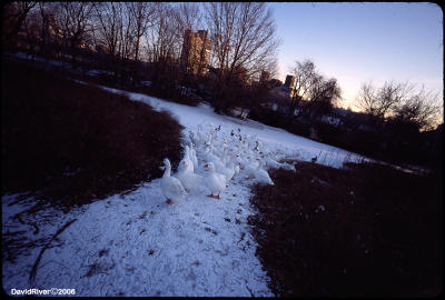 Canadian Geese-2.jpg