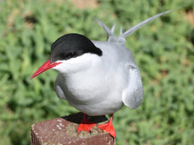 Arctic Tern