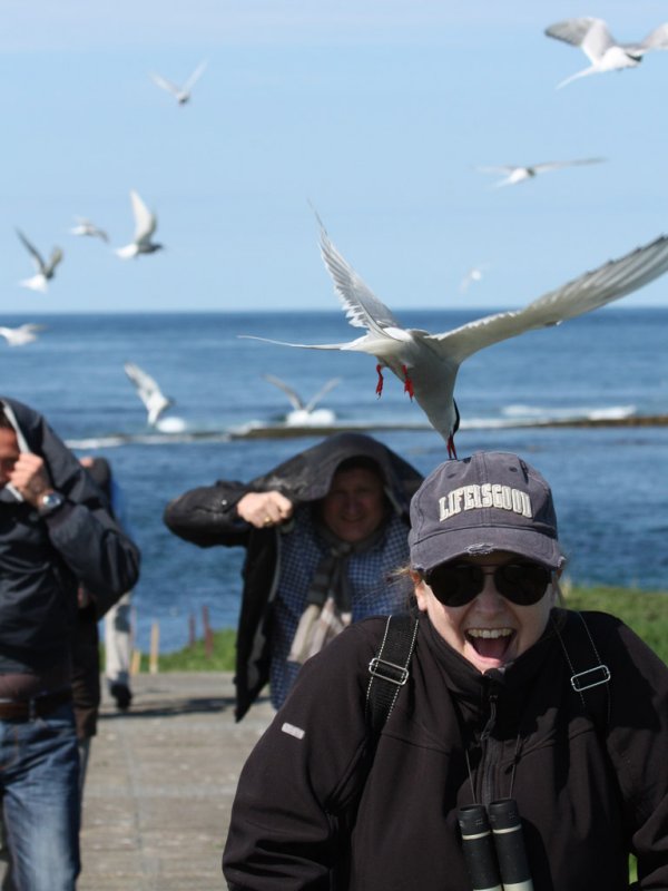 Arctic Tern