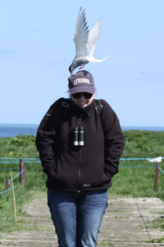 Arctic Tern