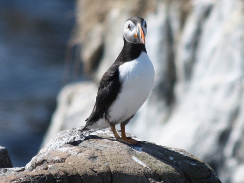 Atlantic Puffin