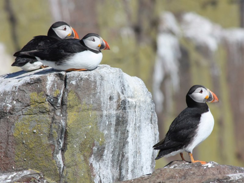 Atlantic Puffins