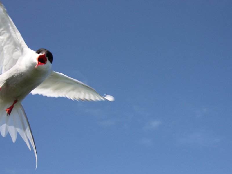 Arctic Tern