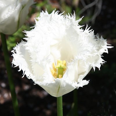 Honeymoon White Tulip