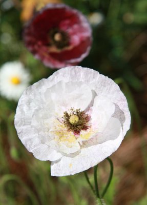 Great Dixter Poppies