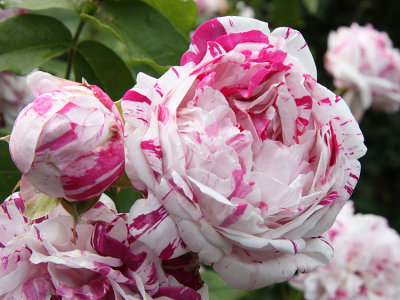 Sissinghurst Rose