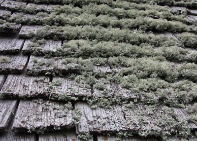 Moss on Sissinghurst Tower Roof