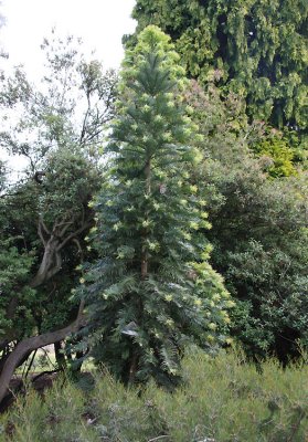 Wollemi Pine, Wakehurst Place