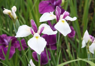 Irises, Wakehurst Place