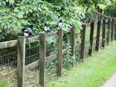 Magpies, Stourhead