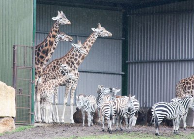 Waiting for the Rain to Stop, Longleat