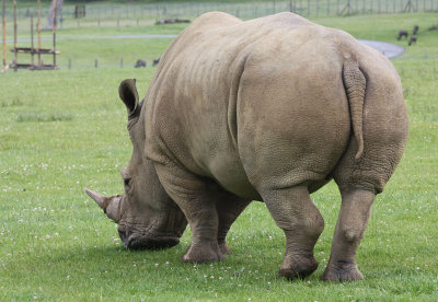 Rhino, Longleat
