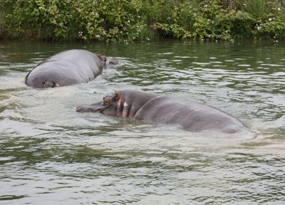 Hippo's, Longleat