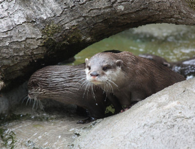 Otters, Longleat