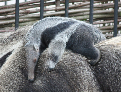 Baby Anteater, Longleat
