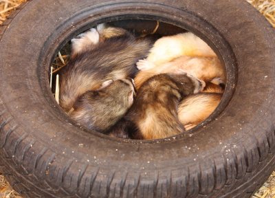 Tired Polecats (Tyred Ferrets)