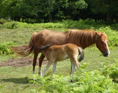 New Forest Ponies