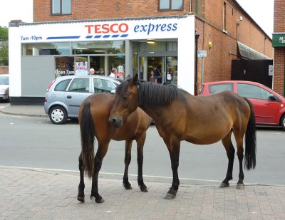 New Forest Ponies, Brockenhurst