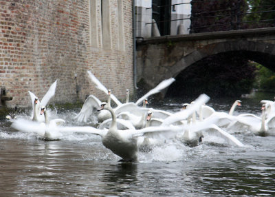 Swans, Bruges