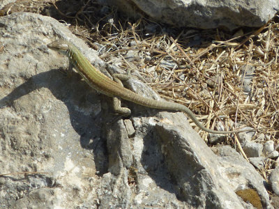 Lizard, Capri