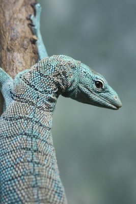 Lizard, Central Park Zoo