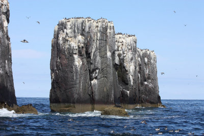 Farne Islands