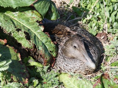 Eider Duck