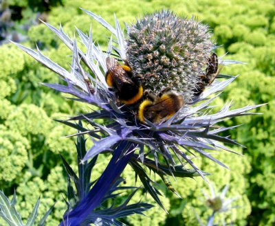 Bees Enjoying a Thistle