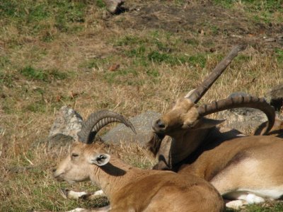 Bronx Zoo