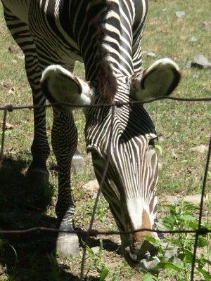 PICT8651.JPG
