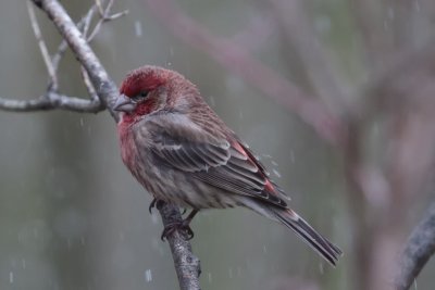 Cold Finch